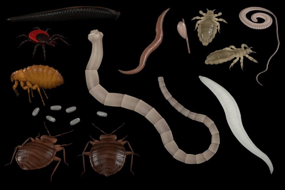 Are Parasites Dangerous?