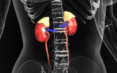 The Connection Between Adrenal Health and Thyroid Function