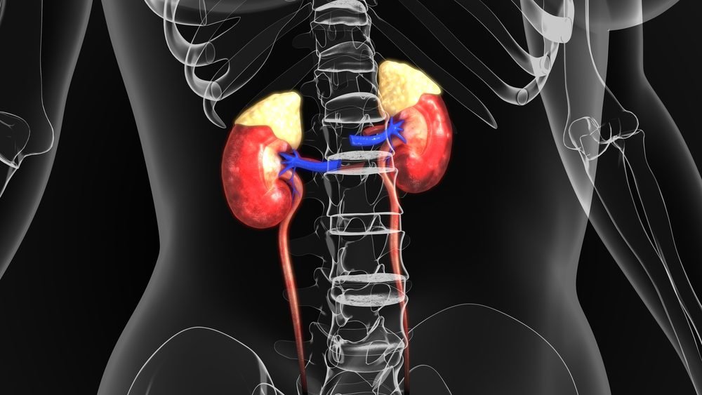 The Connection Between Adrenal Health and Thyroid Function