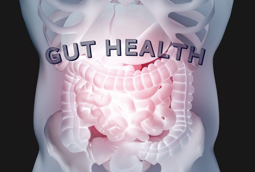 The Connection Between Gut Health and Thyroid Function Introduction 