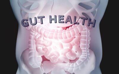 The Connection Between Gut Health and Thyroid Function Introduction 